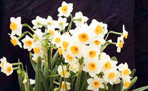 �׶�������֡�ˮ�ɻ�Բ����������˵�θ�