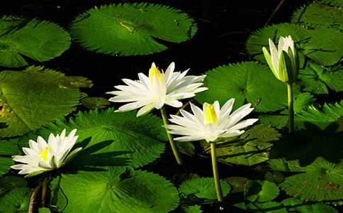 ˯������������ѧ��̰�