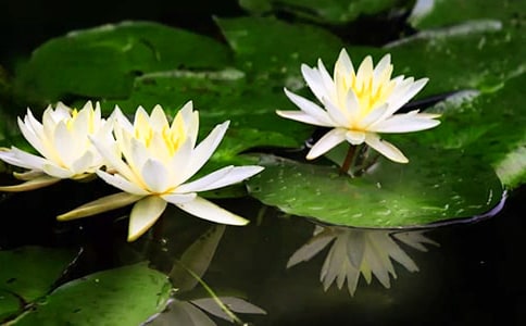 �а��ѧ̽��������˯���̰�