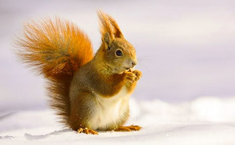 ʵ�õ�С����Сѧ���Ľ���7ƪ