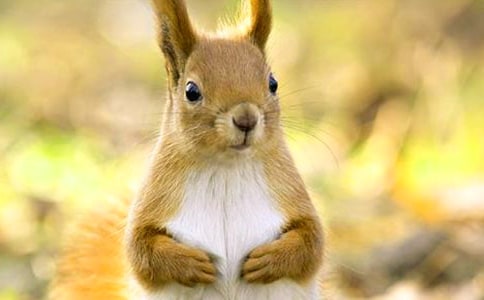 ����μ��̰�