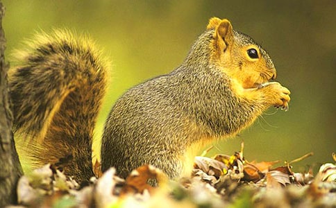 ���� ��ѧ���(�ս̰����꼶�²�)