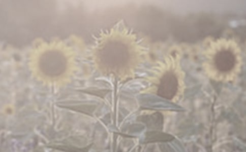 ��һƬ̫����˵�θ�