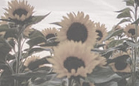 ����������̫����