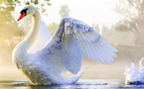 【热】吹小号的天鹅读后感15篇