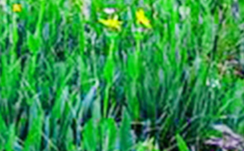 ��Ұ��һ����