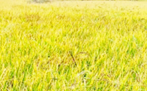 ��������Ұд������