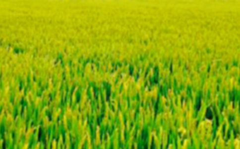 ����Ұ�ĺ�����˵�θ�