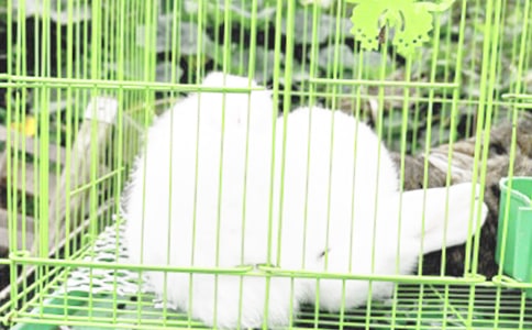 ��ʵ�á����꼶��������300�ּ�����ƪ