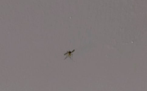 ʵ��Сѧ��������