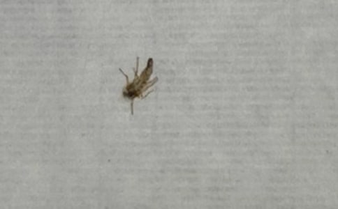 大班语言小猪和十二只蚊子教案