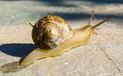 精选蜗牛日记范文合集五篇