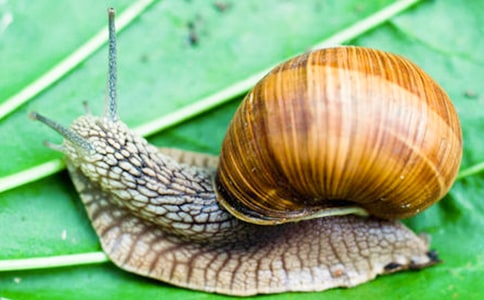 ����ţ���̰�