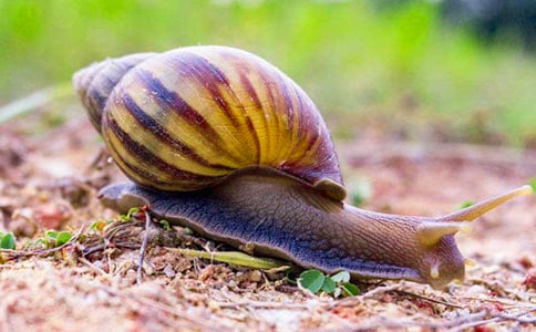 ��ʵ�á���ţ�ռ���ƪ