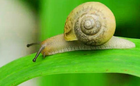 ��ţ���ռ�