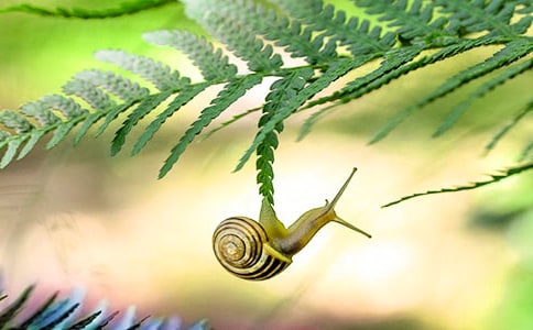 蜗牛观察日记合集15篇