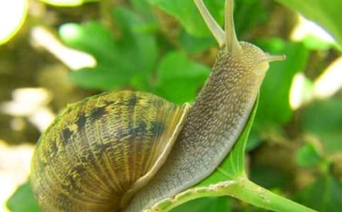 ��ţСѧ������