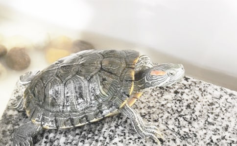 有关小乌龟二年级作文合集十篇