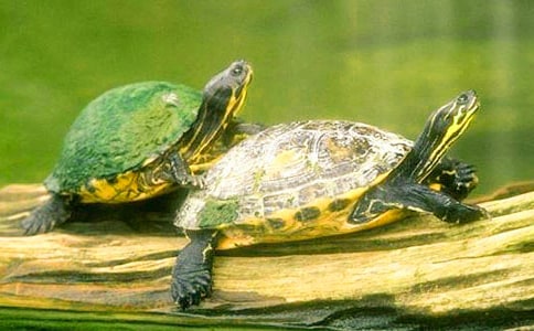 ��С�ڹ꿴үү����ѧ��˼