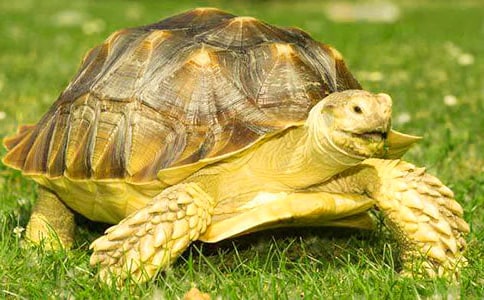 ����С�ڹ���꼶����3ƪ