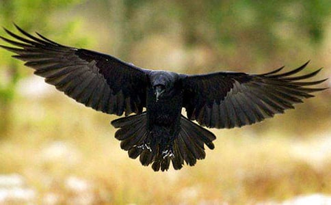 ��α����ѻ (��һϰ��)