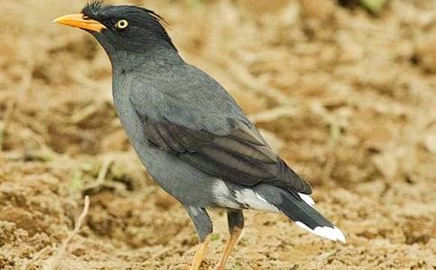 写‘乌鸦’,一箭三雕(网友来稿)