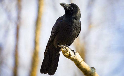 ��ѻ��ˮ�Ľ�ѧ��˼(��)