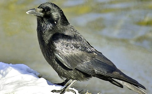 ����ѻ��ˮ���Ľ̰�ģ��