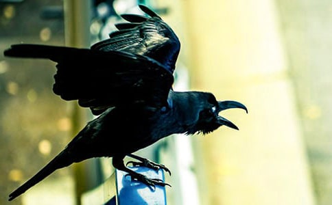 《和乌鸦做邻居》读后感