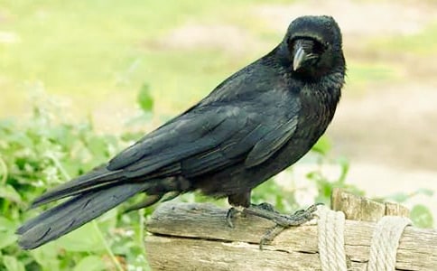 �������ѻ��ˮ��ѧ��˼