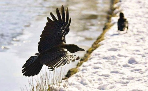 大班语言教案:乌鸦喝水