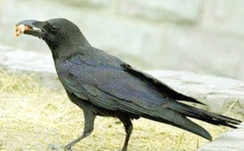 ��ѻ��ˮ��˵�θ�