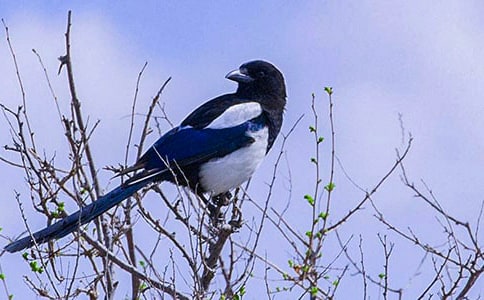 《树和喜鹊》一年级下册教案