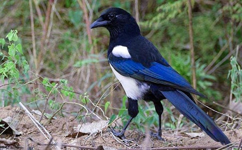 �����ϵ�ϲȵ��ѧ��˼��ͨ��10ƪ��