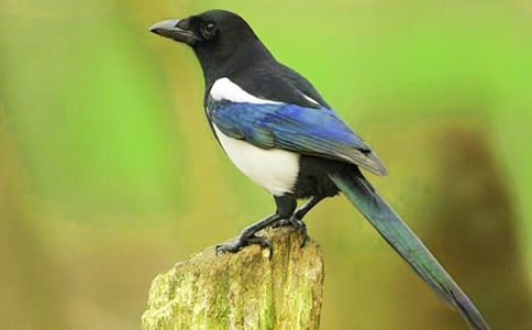 树和喜鹊教案(15篇)