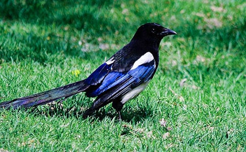 ����ϲȵ�̰�