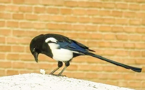 ����ϲȵ�̰�(��)