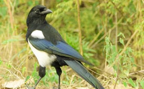 �����ϵ�ϲȵ��ѧ��˼����