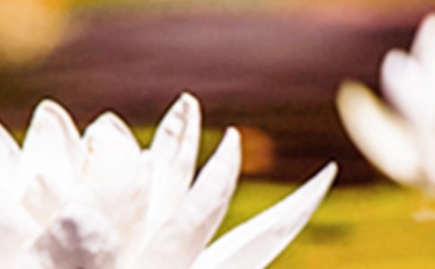 �׶�԰С���ʮ�Ľ��������Ľ̰�