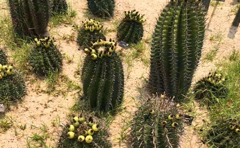 �����Ƶ�Сѧ����400��10ƪ