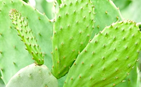 ������˵����