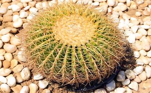 ������Сѧ����300����ƪ