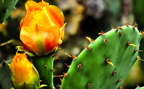 ������Сѧ���Ļ���6ƪ