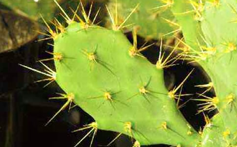 �����š������Ƶ�Сѧ������ƪ