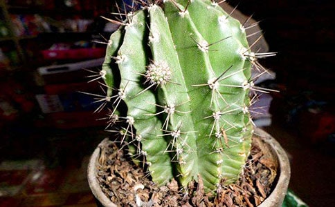 ʵ�õ������Ƶ�Сѧ������ƪ