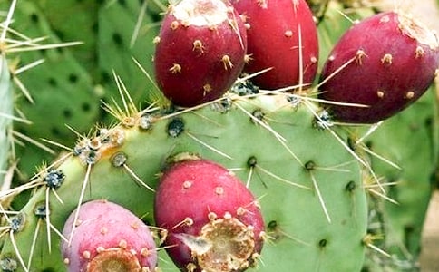 �����Ƶ�Сѧ���Ļ��ܾ�ƪ