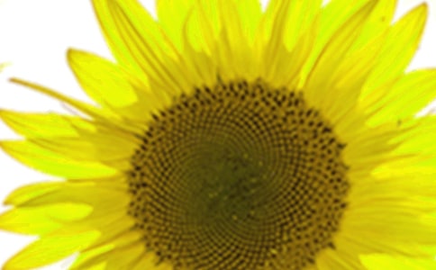 �����������տ�Сѧ����8ƪ