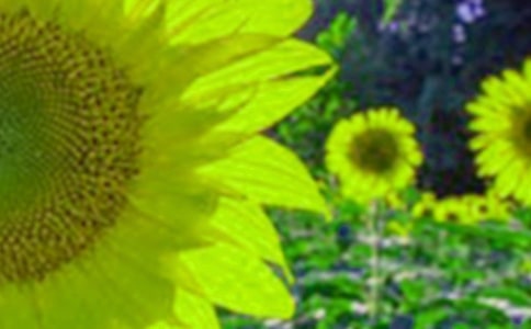 向日葵成长日记