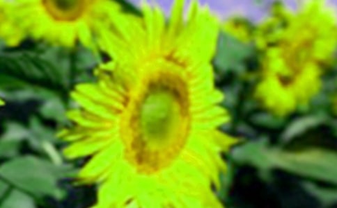 向日葵小学作文300字四篇