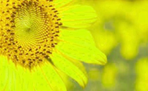 ����ѡ�����տ�Сѧ����300����ƪ